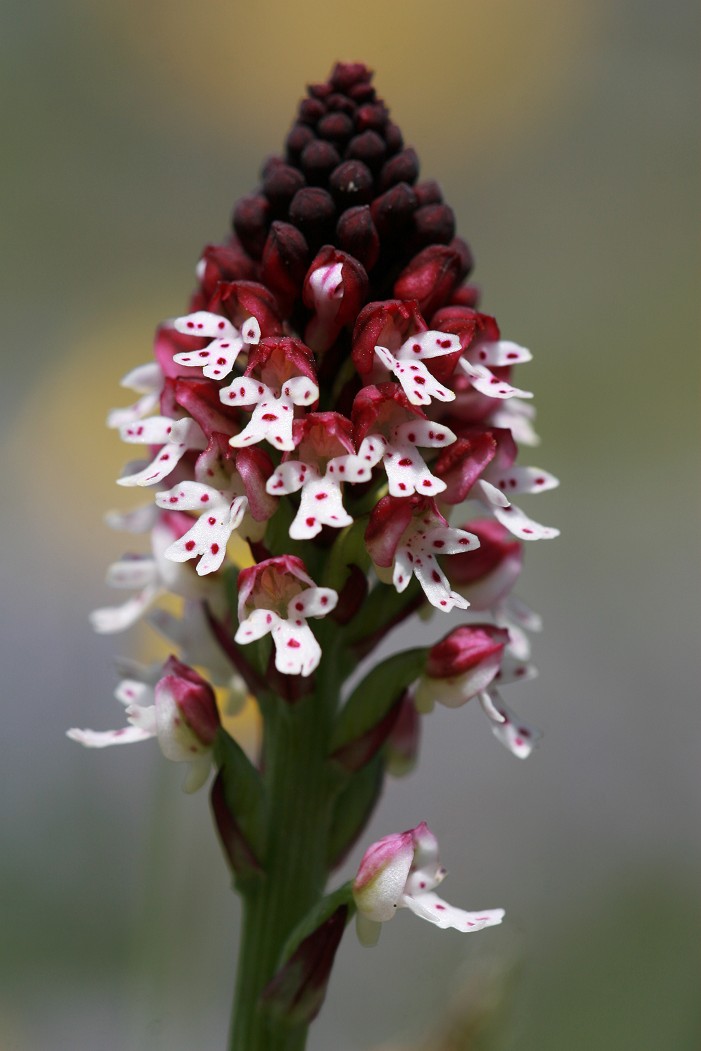 Orchis ustulata